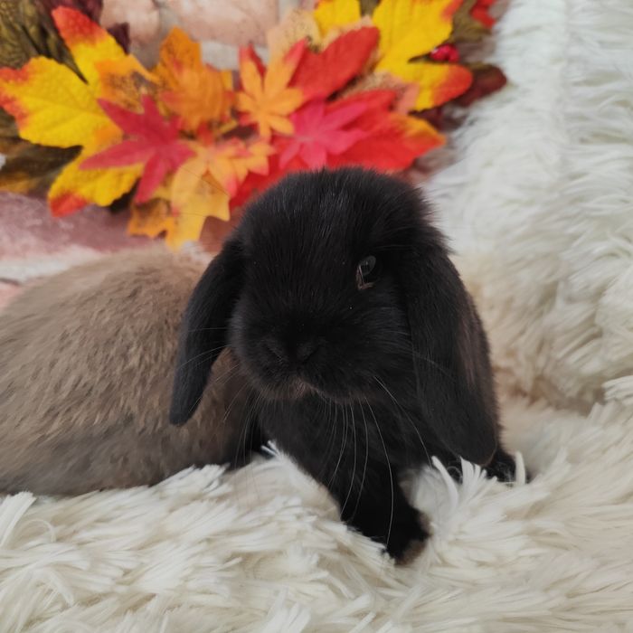 Króliki Mini Lop