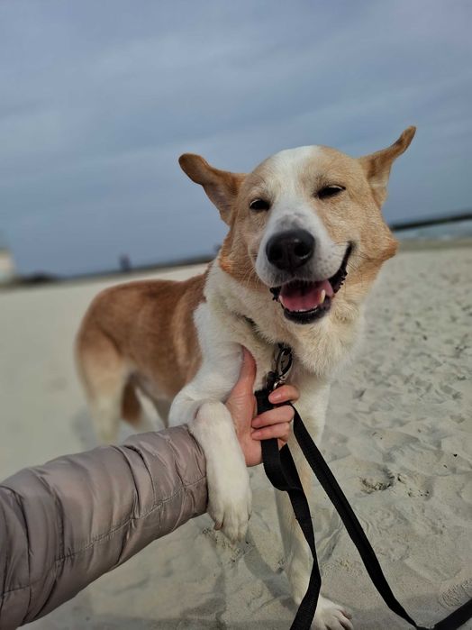 Віддам в добрі руки