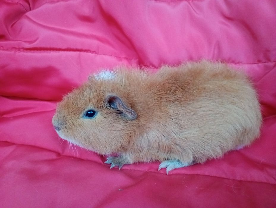 Świnki morskie. Samiec US Teddy.