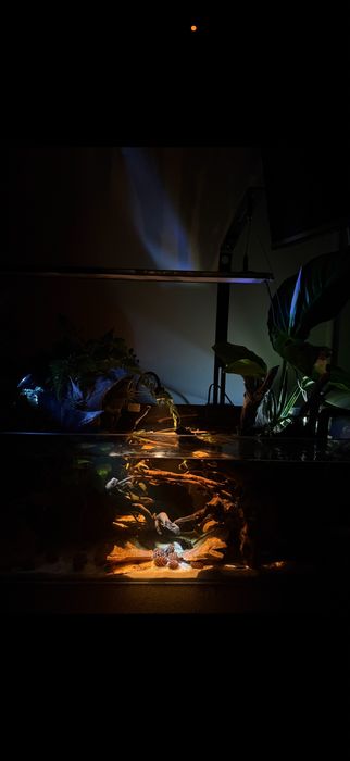 Akwaria z lampa chihiros