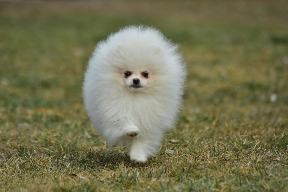 szpic miniaturowy biały zkwp – Psy – szczeniaki, dorosłe OLX