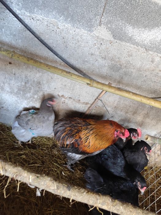 Ovos férteis Oliverejer e legorne