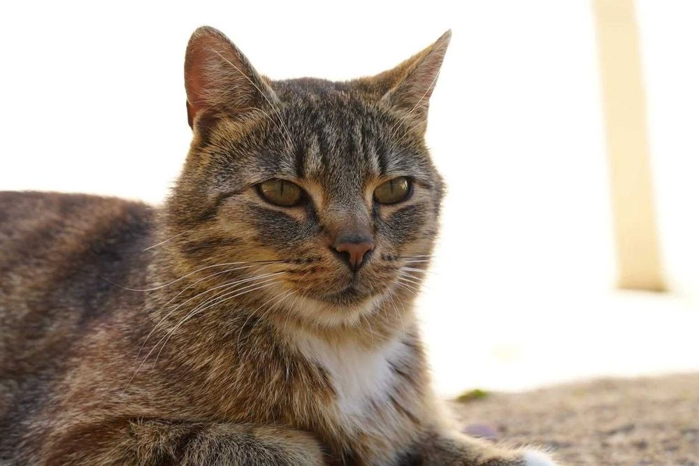 Prosecco - wszędzie go pełno