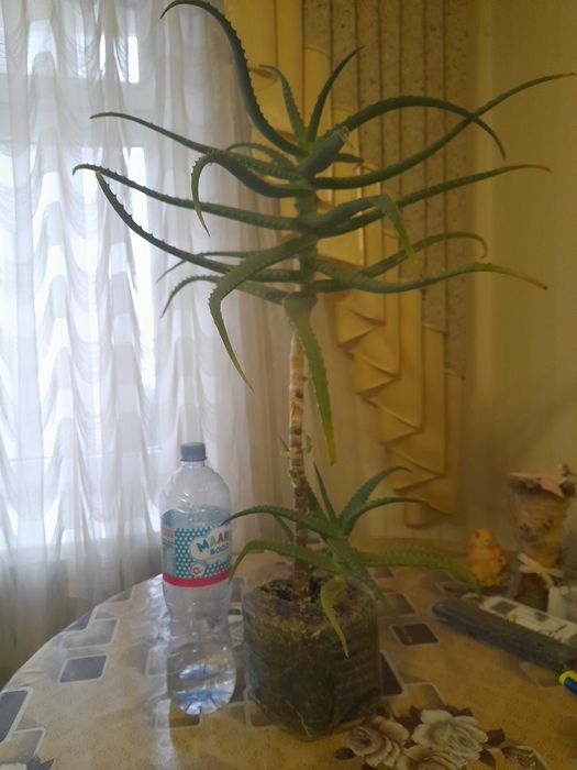 Вазон алоє великий