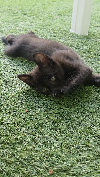 Gatinhos para adoção