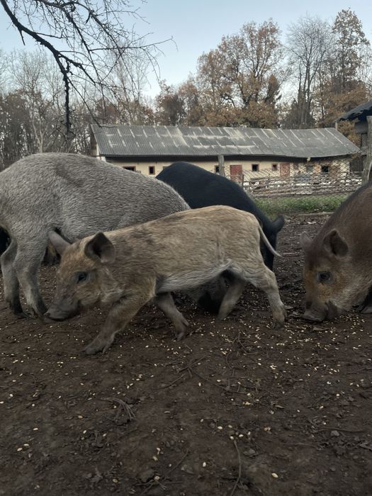 Терміново!!! Чистокровні Поросята Пухова Мангалиця