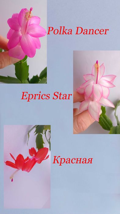 Шлюмбергера (рождественник). Молодые кустики. Разные сорта.