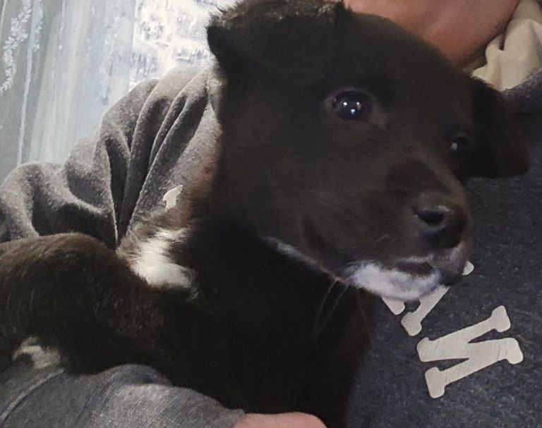 Милі щенята шукають люблячий дім