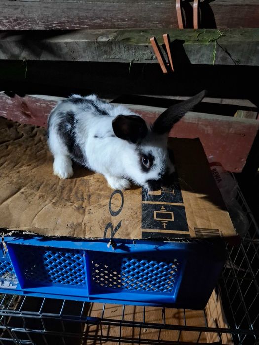 Królik na sprzedaż