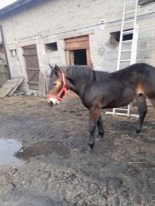 Koń zimnokrwisty sprzedaż