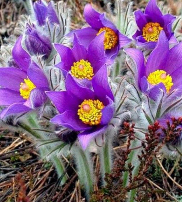 СонТрава - першоцвіт весняний