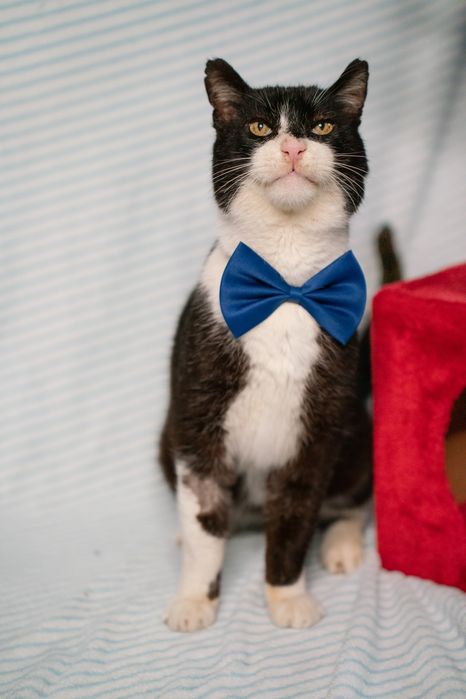 Gato muito mimeiro para adoção