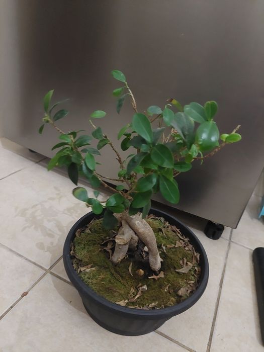 Bonsai Ficus Ginseng (Ficus microcarpa ou Ficus retusa)