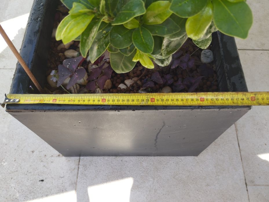 Planta Ficus Ginseng  Bonsai em vaso (68 cm)