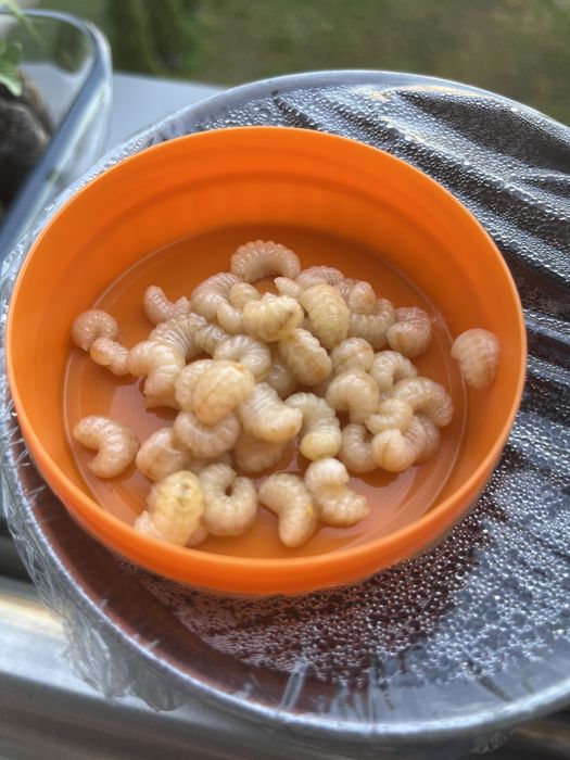 Larwy Pszczół (trutowe) na ryby