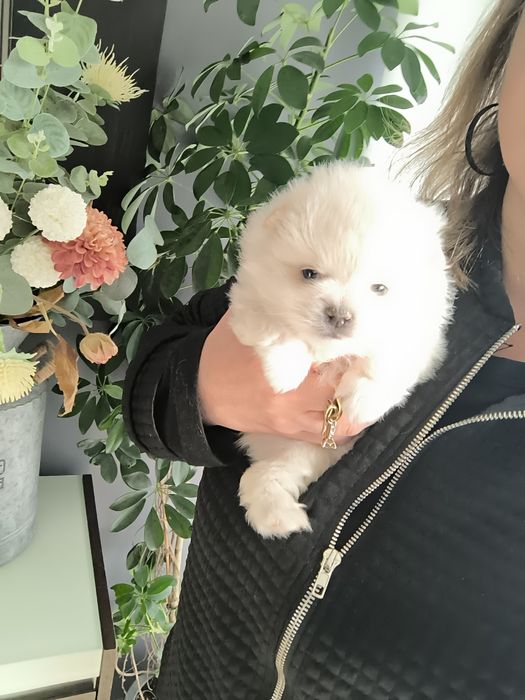 Spitz anão. Lulu da Pomerânia. Perfeito