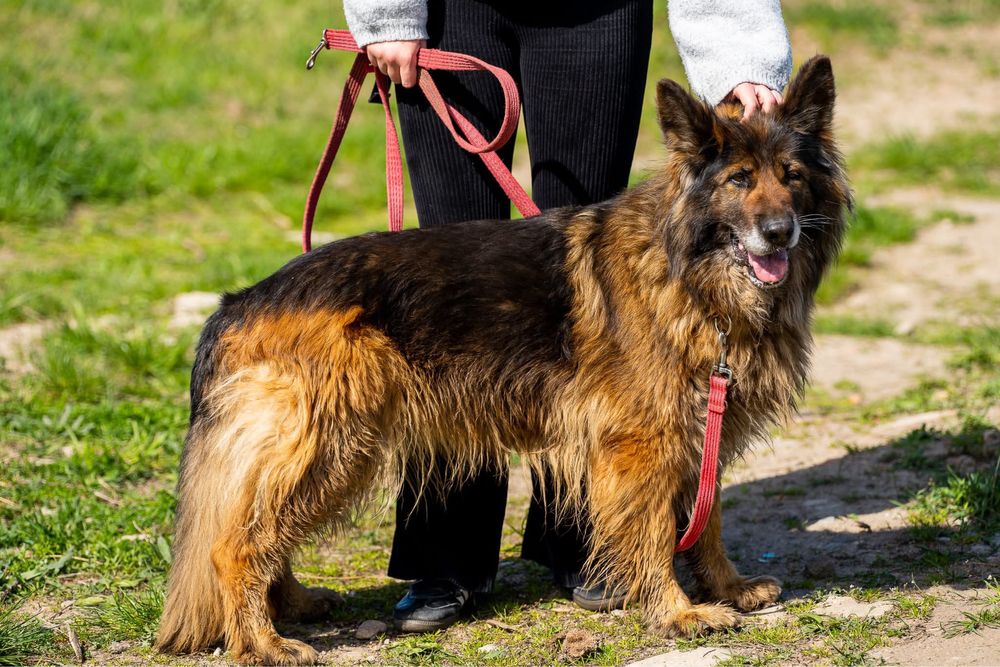 Kenia. Piękna i grzeczna owczarka, owczarek niemiecki