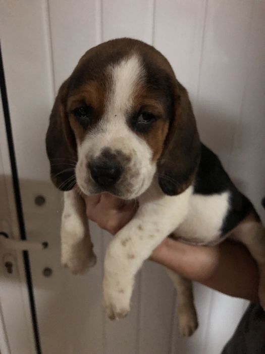Beagle macho. pronto para entrega. Vacinado e desparasitado.