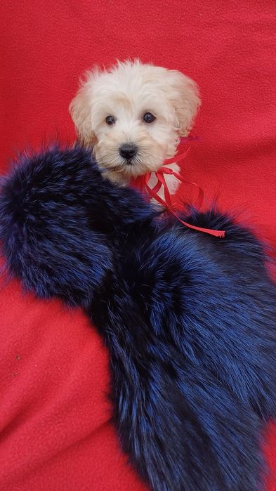 Красуня дівчинка -мальтіпу Ф1.