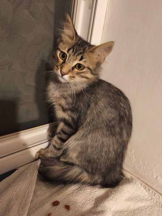 Котик шукає родину