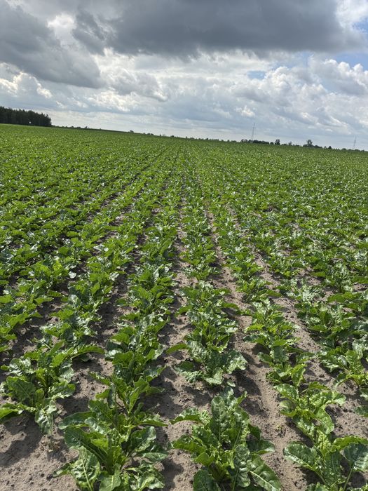 Usługi Rolnicze Siew Buraków Cukrowych