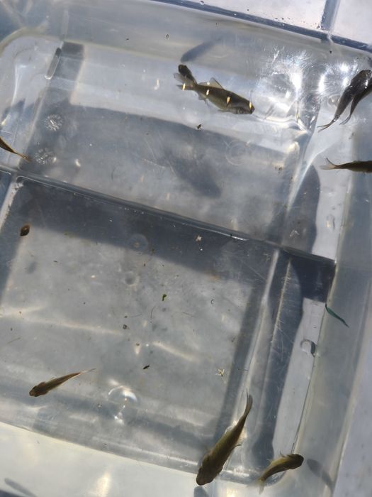 Peixes cometas bebés
