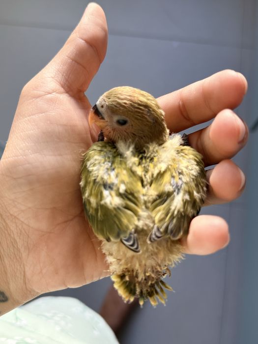 Bebê agapornis para criar a mão