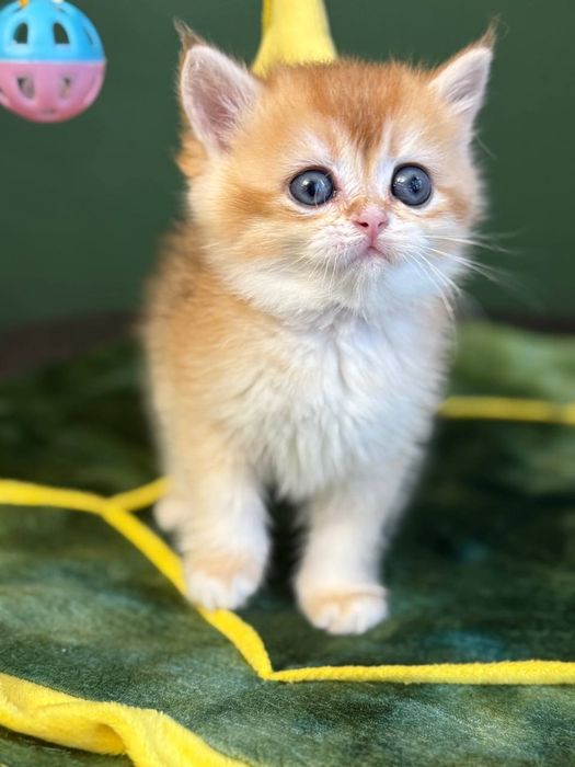Британские котята золотая шиншилла