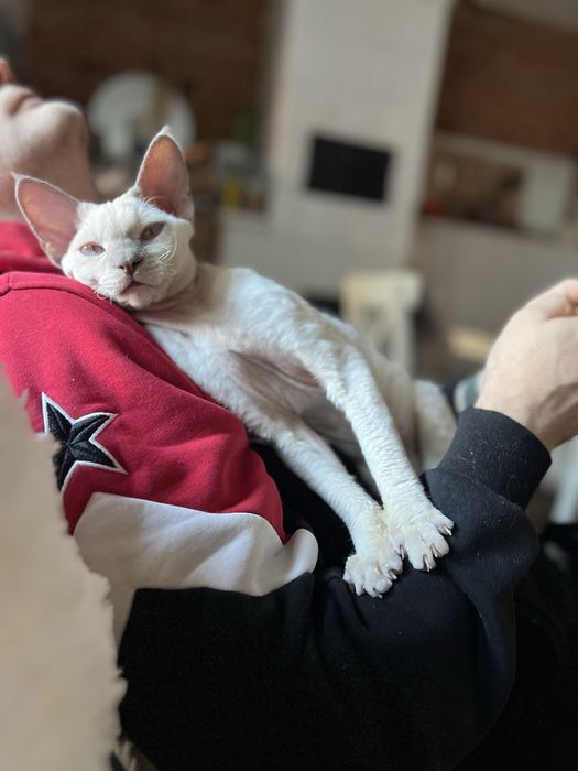 Kocur Devon Rex gotowy do hodowli