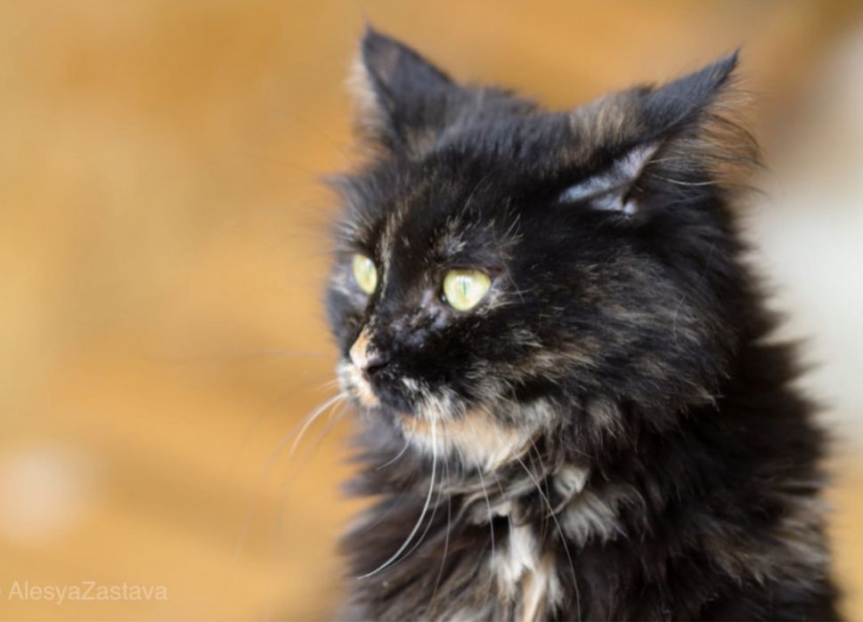 Кошка Кама, классная киса 1,5 года привита