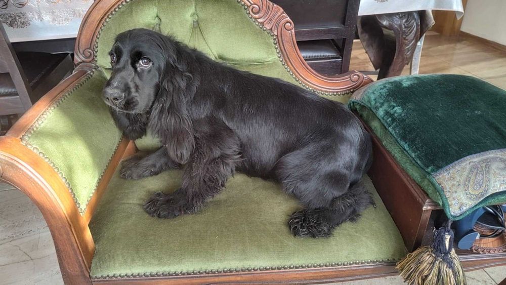 Suczka cocker spaniel angielski 5 lat do Adopcji za darmo