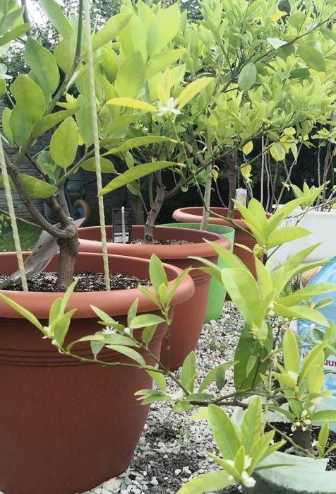 Рослина Кумкват, Лайм, Каламондін, Лимон