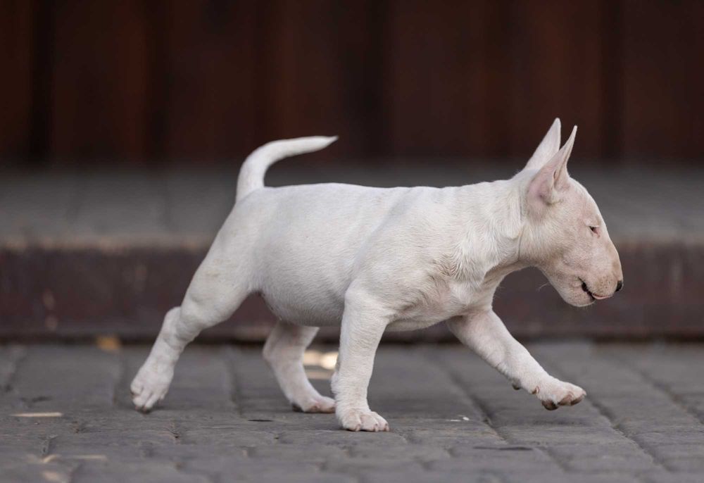 Bulterier Miniaturowy