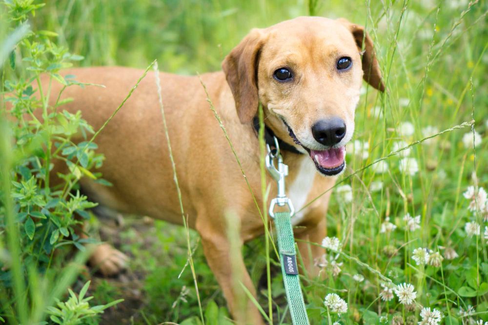 6 letni Frobi szuka domu!