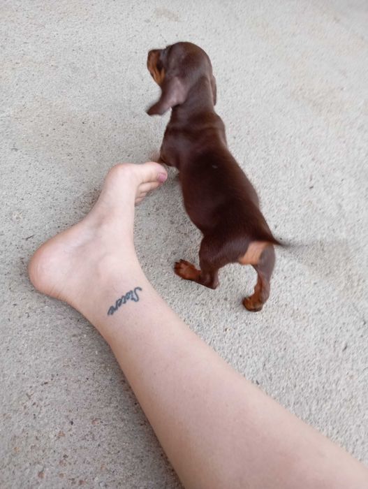 Teckel liso macho