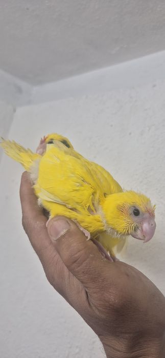 Kakarikis domesticados