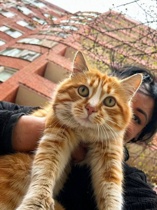 Дуже красиві котики в добрі руки