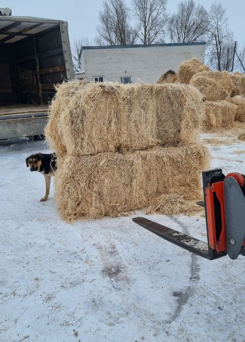 Продам ти рсу стружку