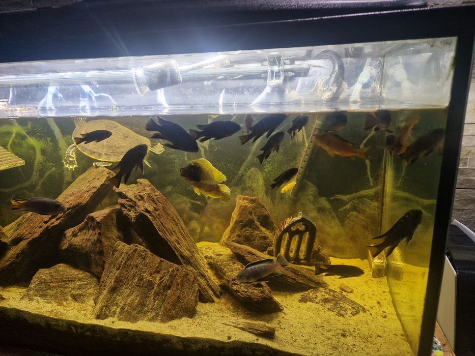 ! Akwarium Aquael 240L + unikatowe życie ! Malawi + żółwie