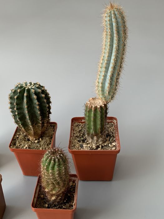 кактуси в подарунок