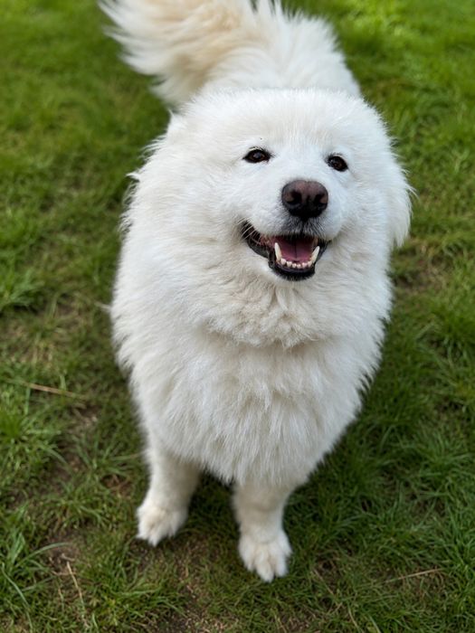 Juz do odbioru! Szczeniak Samoyed