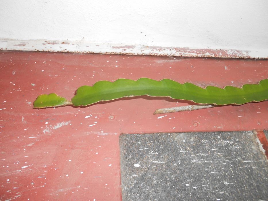 Plantas pitaia vermelha polpa branca grandes altura superior 1,2mt