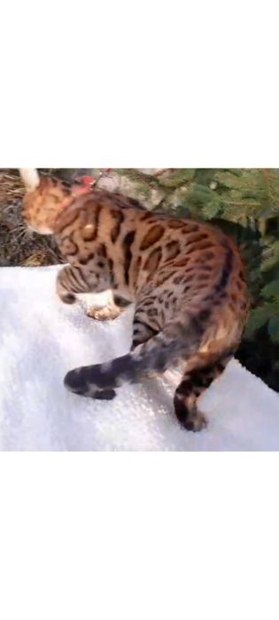 Продам шикарного бенгальского котика