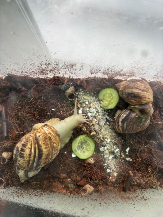 Равлики Ахатини разом з тераріумом, грунтом, їжею