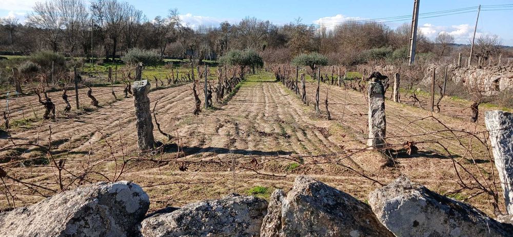 Terreno agrícola 2.734 m² com poço – Malta, Pinhel | €15 000