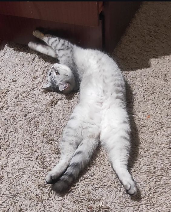 Красива кішка Срібна шиншила.