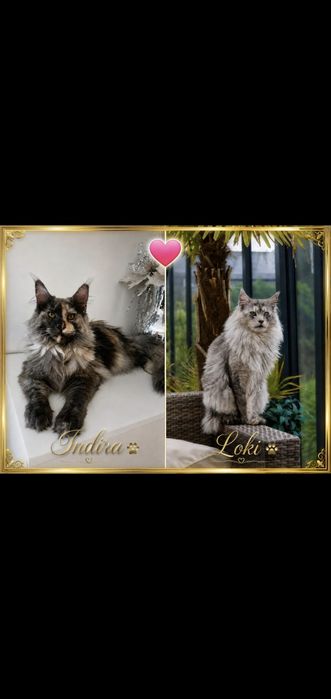 Maine Coon kocur ds12