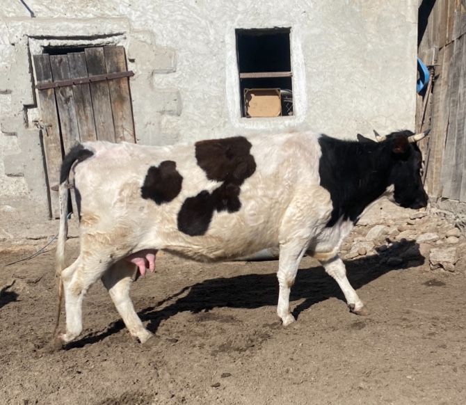 Sprzedam krowe z cielakiem jaloszka