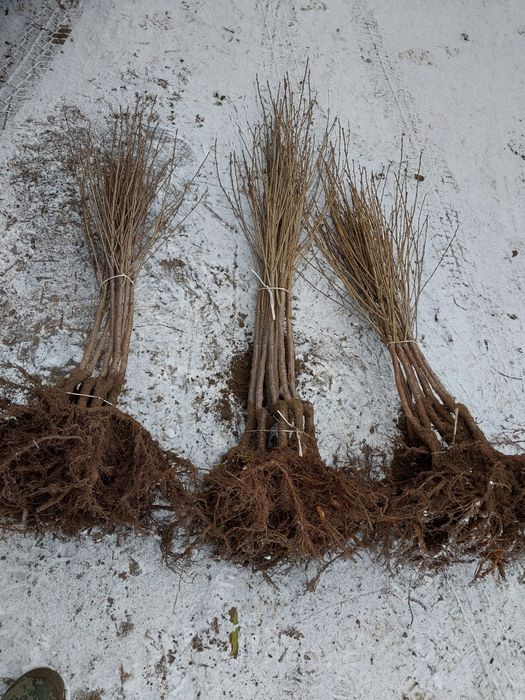 Wiśnia nefris wiśnia  wisnie łutówka