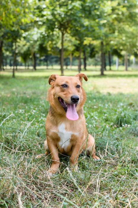 Apik- rudy młody wesoły piesek do adopcji